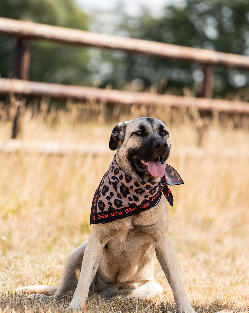 Leopard Scarf